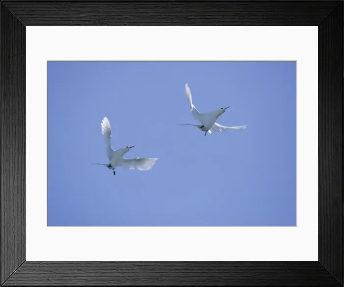 Framed Print : Picture No. 10883343 Framed Print : Picture No. 10883343