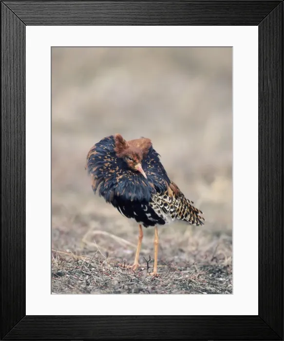 Framed Print : Picture No. 10883346 Framed Print : Picture No. 10883346