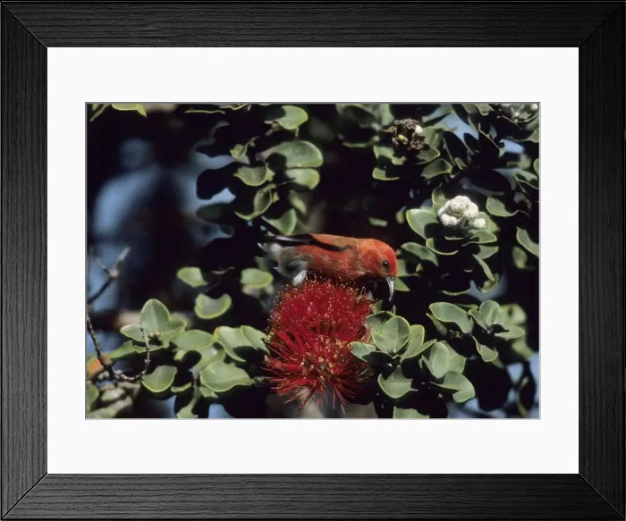 Framed Print : Picture No. 10883348 Framed Print : Picture No. 10883348
