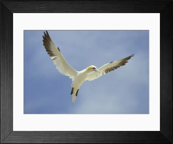Framed Print : Picture No. 10883345 Framed Print : Picture No. 10883345