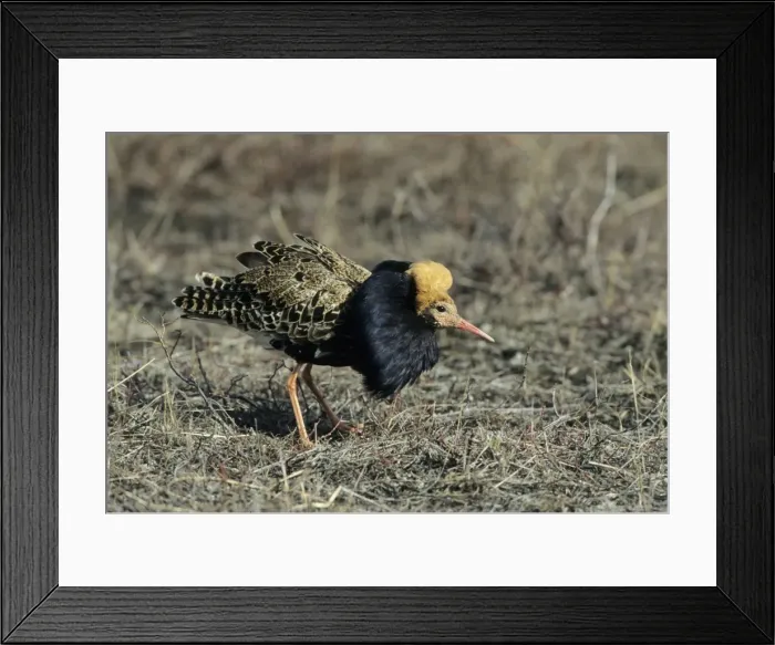 Framed Print : Picture No. 10883347 Framed Print : Picture No. 10883347