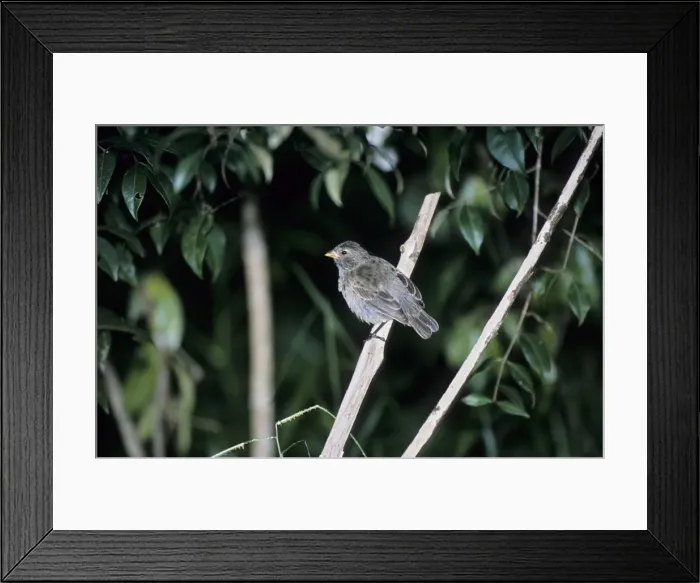 Framed Print : Picture No. 10883353 Framed Print : Picture No. 10883353
