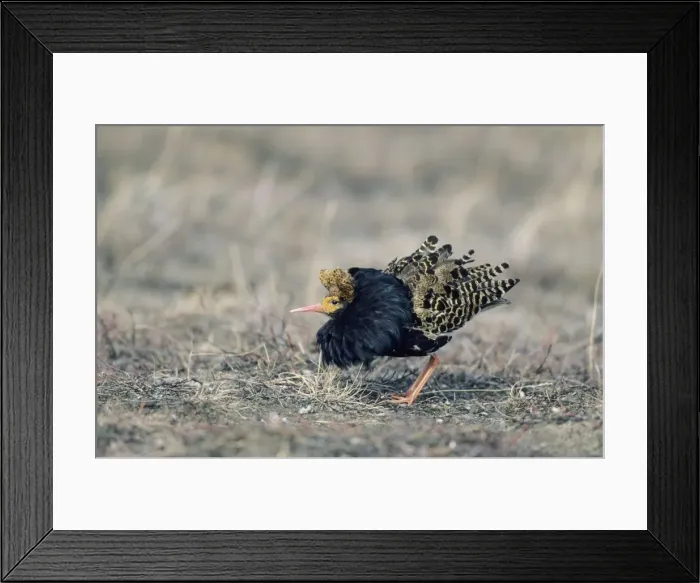 Framed Print : Picture No. 10883349 Framed Print : Picture No. 10883349