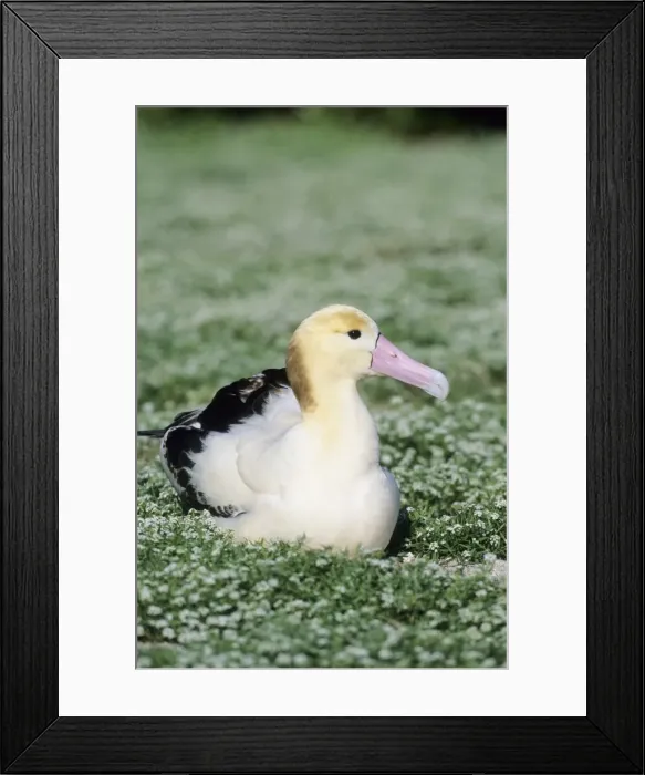 Framed Print : Picture No. 10883350 Framed Print : Picture No. 10883350