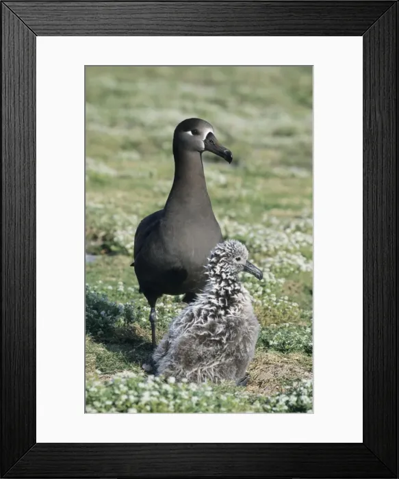 Framed Print : Picture No. 10883354 Framed Print : Picture No. 10883354