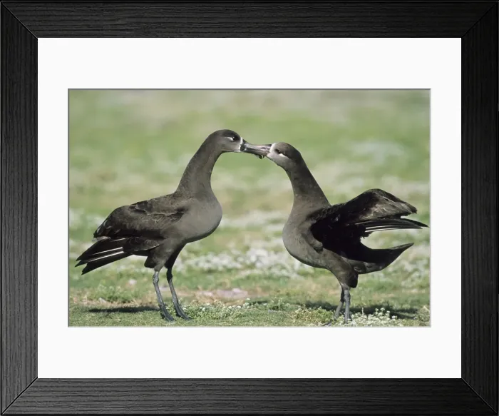 Framed Print : Picture No. 10883351 Framed Print : Picture No. 10883351
