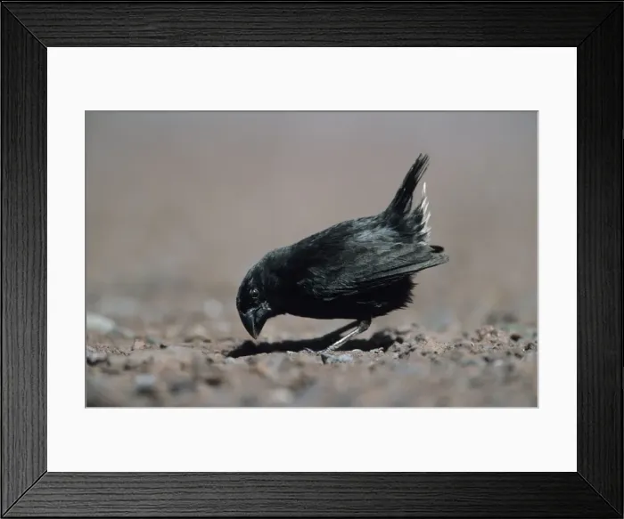 Framed Print : Picture No. 10883355 Framed Print : Picture No. 10883355