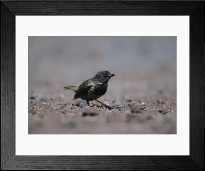 Framed Print : Picture No. 10883358 Framed Print : Picture No. 10883358