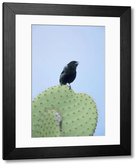 Framed Print : Picture No. 10883356 Framed Print : Picture No. 10883356