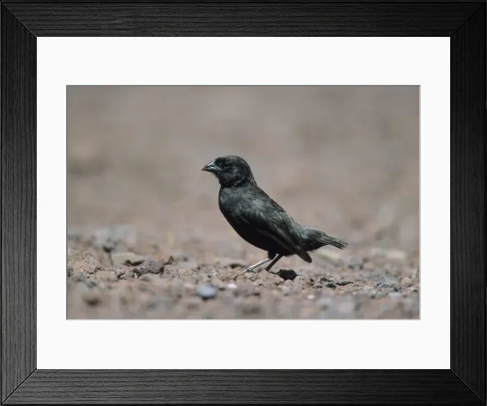 Framed Print : Picture No. 10883357 Framed Print : Picture No. 10883357
