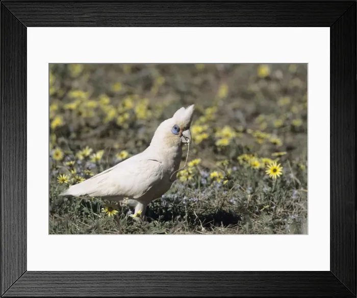 Framed Print : Picture No. 10883362 Framed Print : Picture No. 10883362