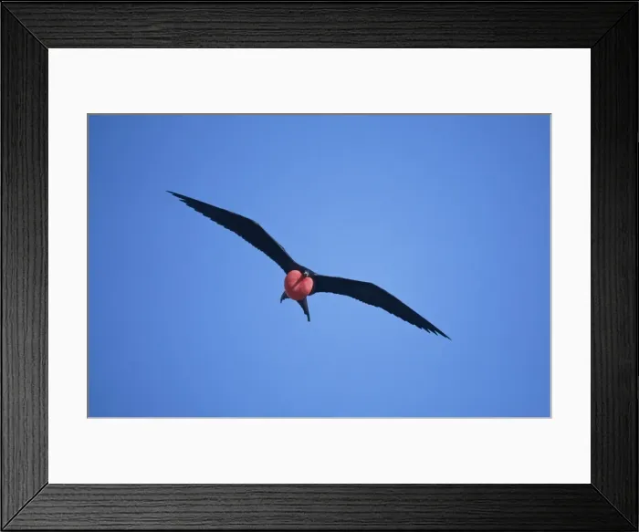 Framed Print : Picture No. 10883363 Framed Print : Picture No. 10883363