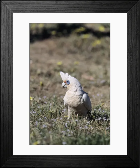 Framed Print : Picture No. 10883361