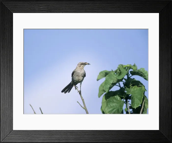 Framed Print : Picture No. 10883365 Framed Print : Picture No. 10883365