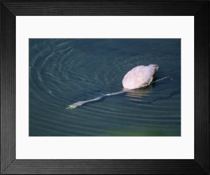 Framed Print : Picture No. 10883364 Framed Print : Picture No. 10883364