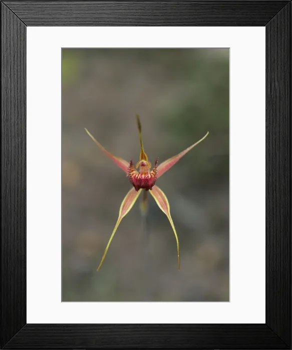 Framed Print : Picture No. 10883366 Framed Print : Picture No. 10883366