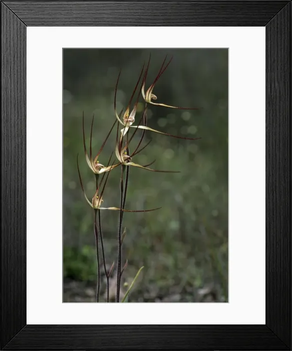 Framed Print : Picture No. 10883367 Framed Print : Picture No. 10883367