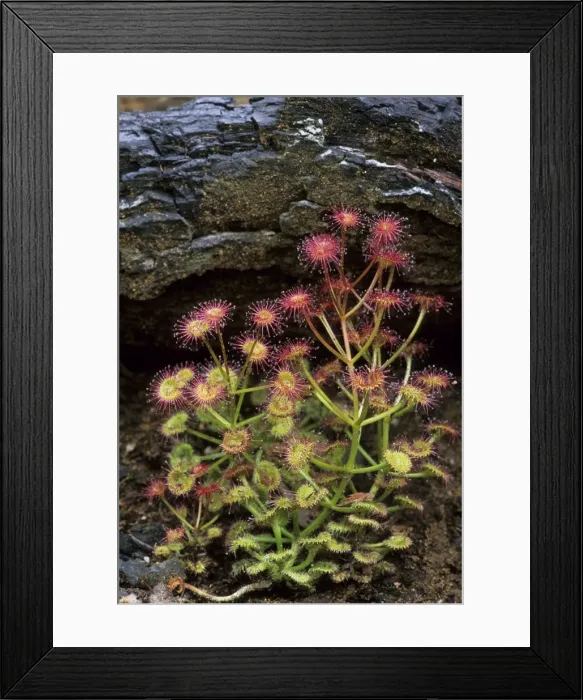 Framed Print : Picture No. 10883369 Framed Print : Picture No. 10883369
