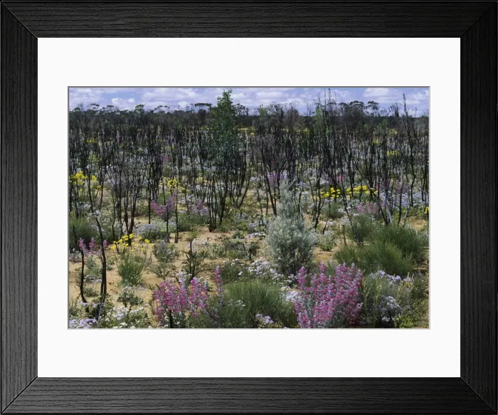 Framed Print : Picture No. 10883374 Framed Print : Picture No. 10883374