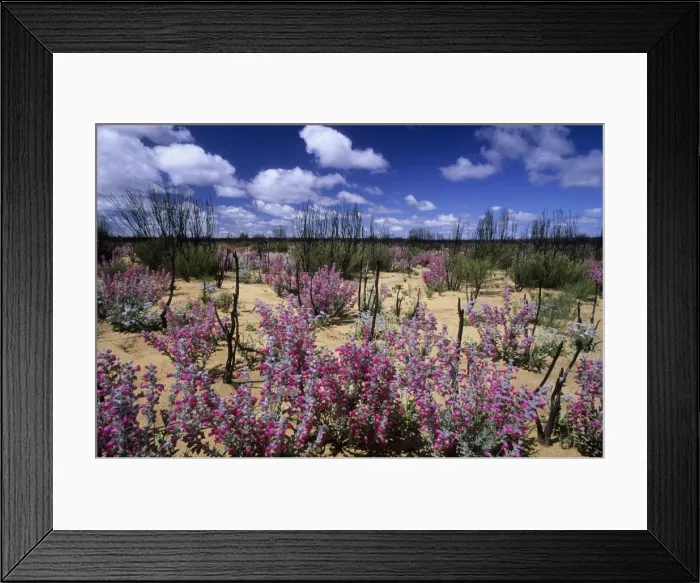 Framed Print : Picture No. 10883373 Framed Print : Picture No. 10883373