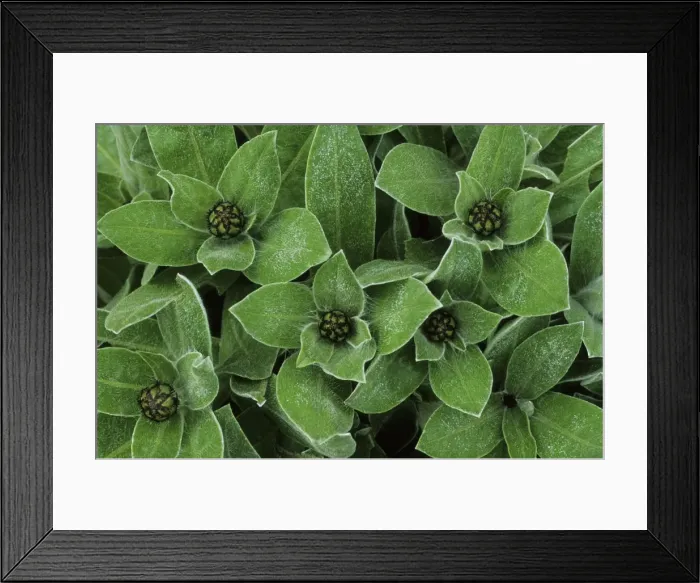 Framed Print : Picture No. 10883376 Framed Print : Picture No. 10883376