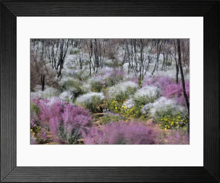 Framed Print : Picture No. 10883372 Framed Print : Picture No. 10883372