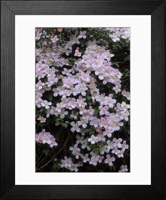 Framed Print : Picture No. 10883381 Framed Print : Picture No. 10883381