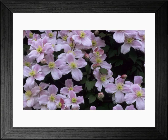 Framed Print : Picture No. 10883382 Framed Print : Picture No. 10883382