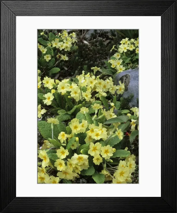 Framed Print : Picture No. 10883377 Framed Print : Picture No. 10883377