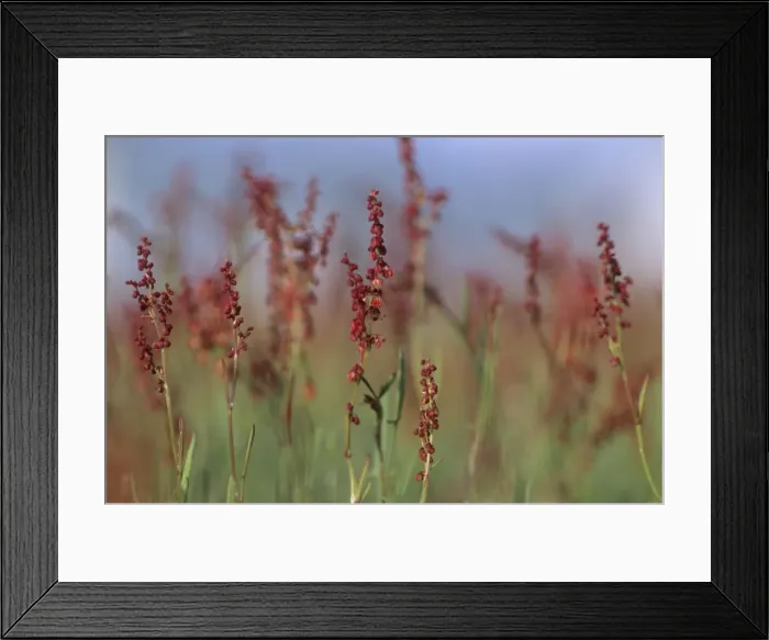 Framed Print : Picture No. 10883384 Framed Print : Picture No. 10883384