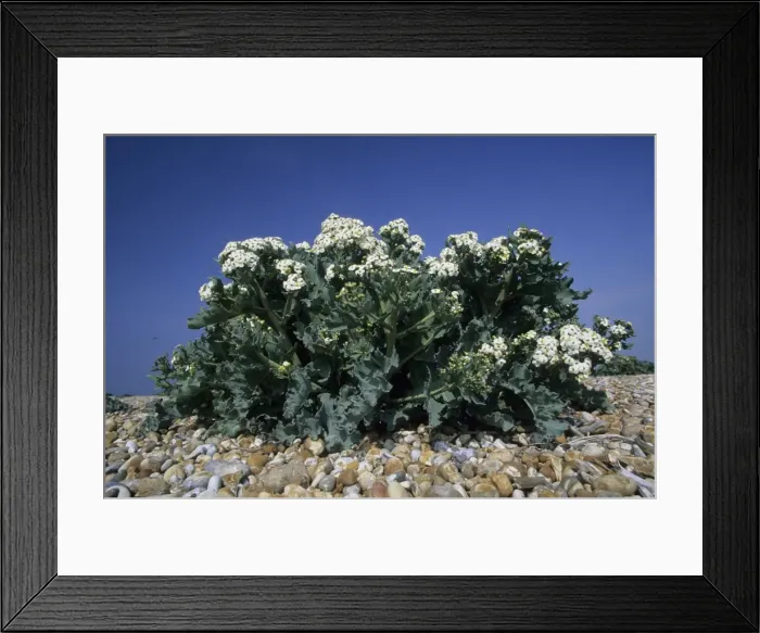 Framed Print : Picture No. 10883385 Framed Print : Picture No. 10883385