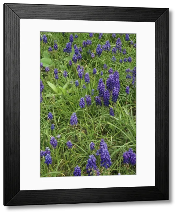 Framed Print : Picture No. 10883378 Framed Print : Picture No. 10883378