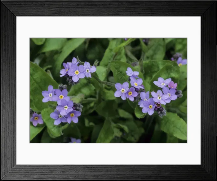 Framed Print : Picture No. 10883379 Framed Print : Picture No. 10883379