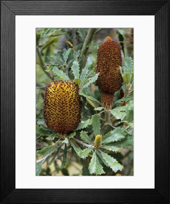 Framed Print : Picture No. 10883387 Framed Print : Picture No. 10883387