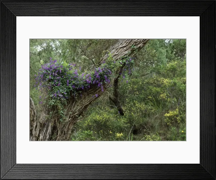 Framed Print : Picture No. 10883388 Framed Print : Picture No. 10883388