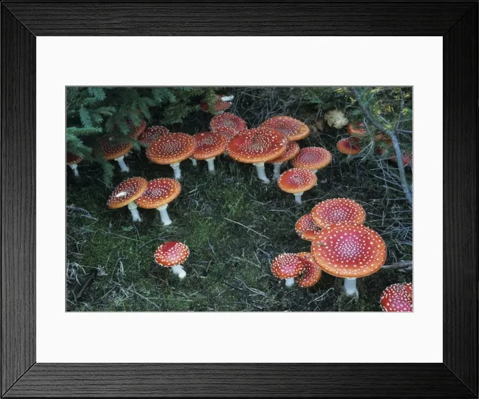 Framed Print : Picture No. 10883383