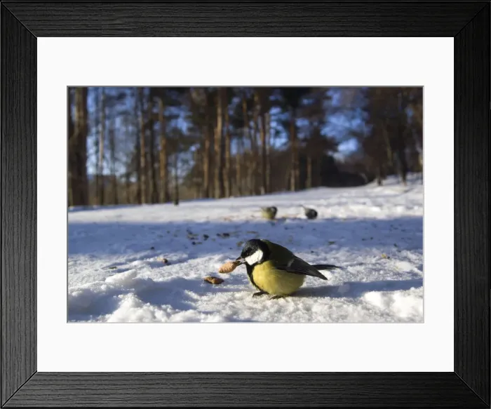 Framed Print : Picture No. 10883503