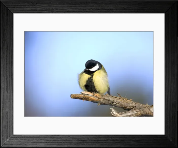 Framed Print : Picture No. 10883502 Framed Print : Picture No. 10883502