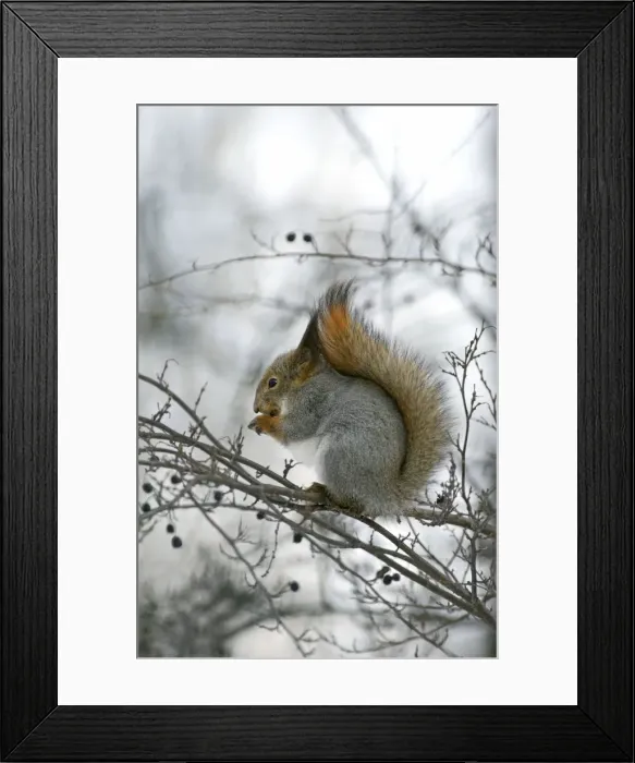 Framed Print : Picture No. 10883505 Framed Print : Picture No. 10883505