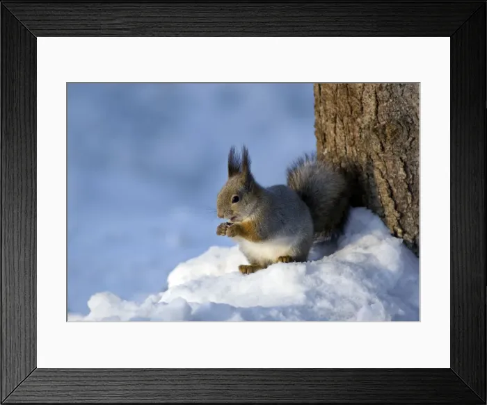 Framed Print : Picture No. 10883506 Framed Print : Picture No. 10883506