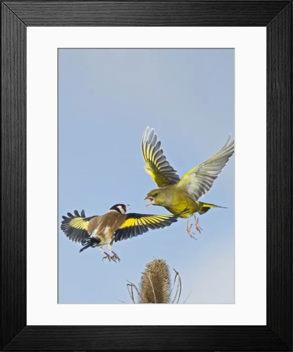 Framed Print : Picture No. 10883514 Framed Print : Picture No. 10883514