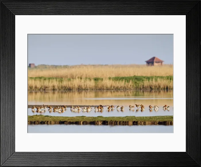 Framed Print : Picture No. 10883516 Framed Print : Picture No. 10883516