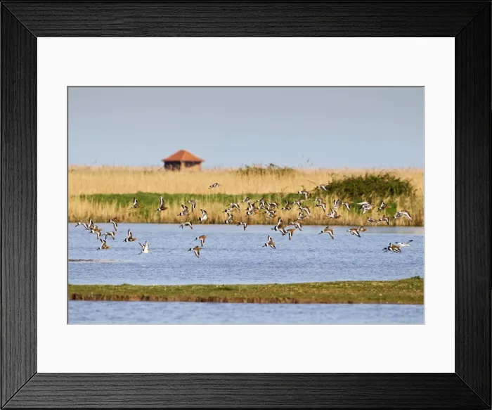 Framed Print : Picture No. 10883517 Framed Print : Picture No. 10883517