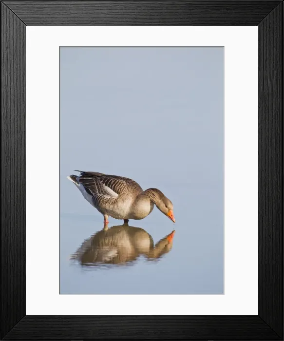 Framed Print : Picture No. 10883519