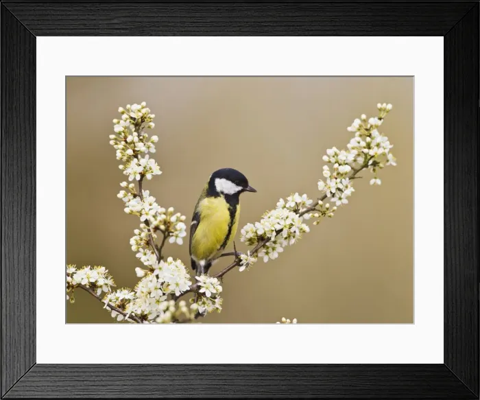 Framed Print : Picture No. 10883521 Framed Print : Picture No. 10883521