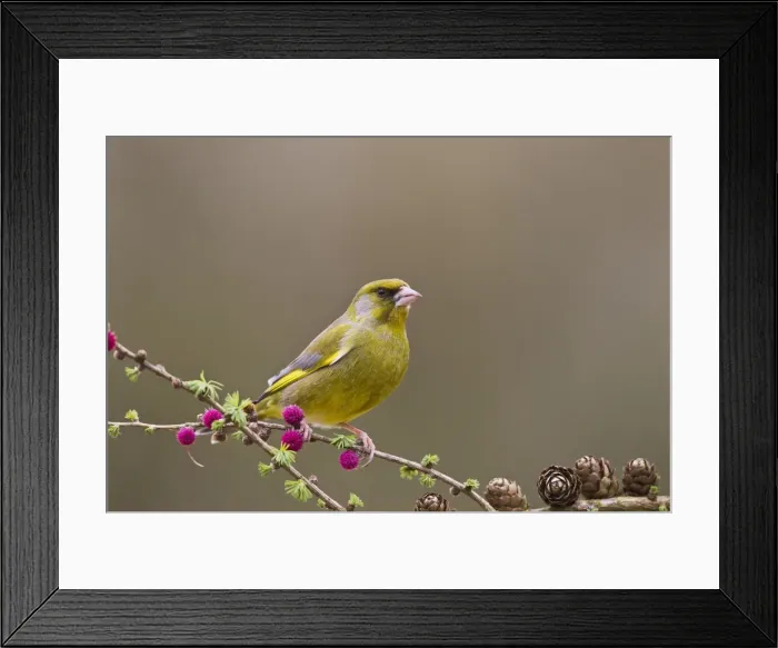 Framed Print : Picture No. 10883522 Framed Print : Picture No. 10883522