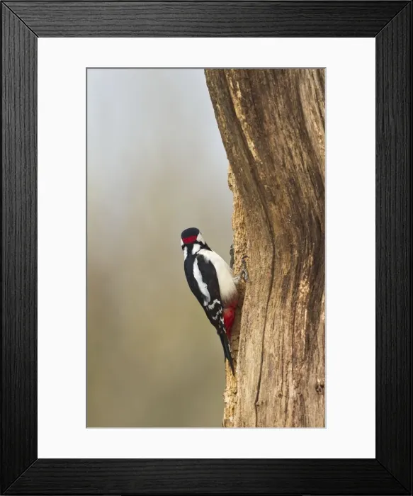 Framed Print : Picture No. 10883525 Framed Print : Picture No. 10883525