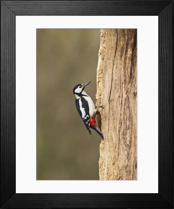 Framed Print : Picture No. 10883526 Framed Print : Picture No. 10883526