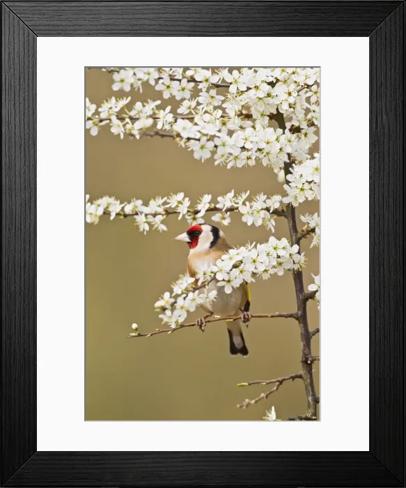 Framed Print : Picture No. 10883518 Framed Print : Picture No. 10883518