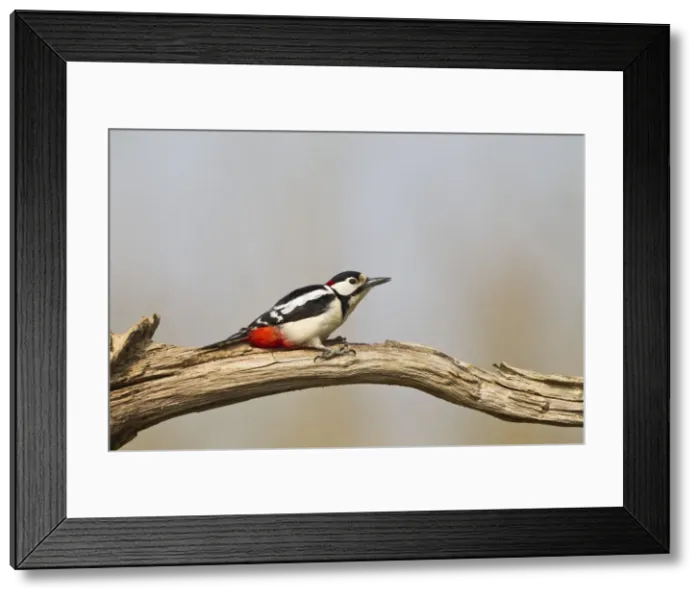 Framed Print : Picture No. 10883527 Framed Print : Picture No. 10883527